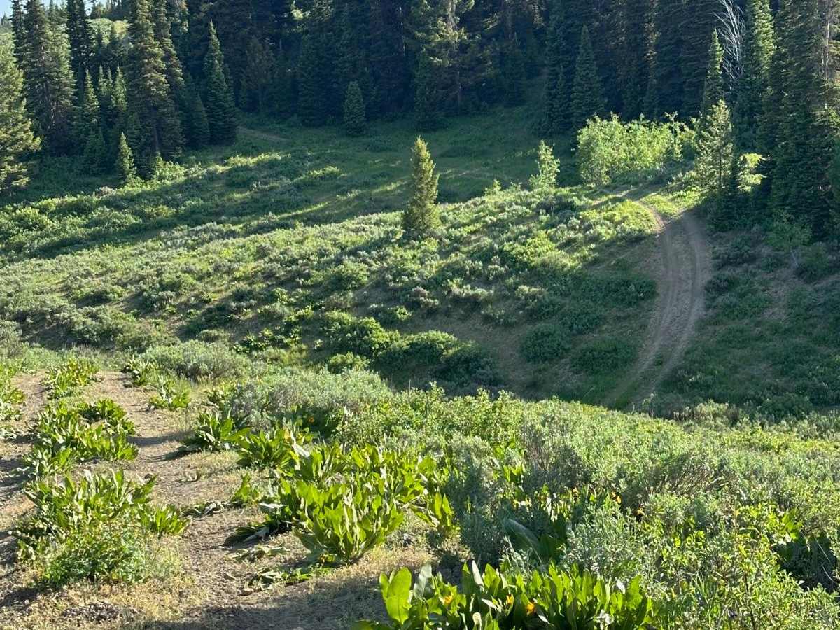 West Fork Smiths Fork photo 5
