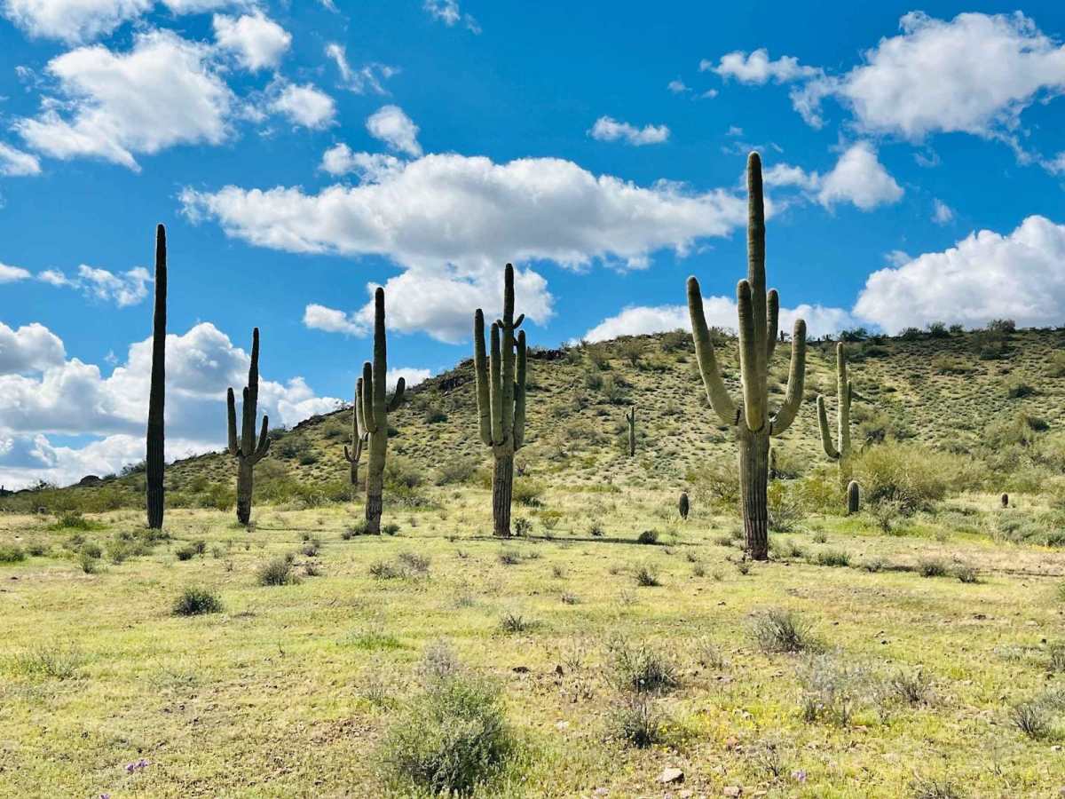 General Grant's Mine trail photo