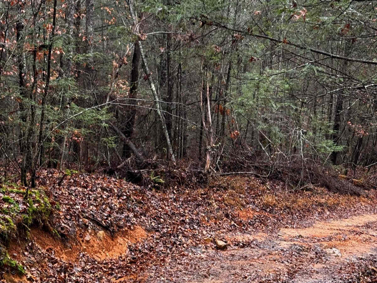 Wild Dog Creek Trail trail photo