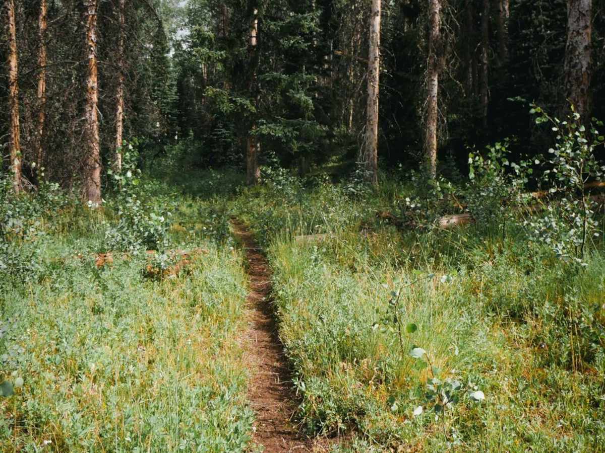 Valdez Trail photo 2