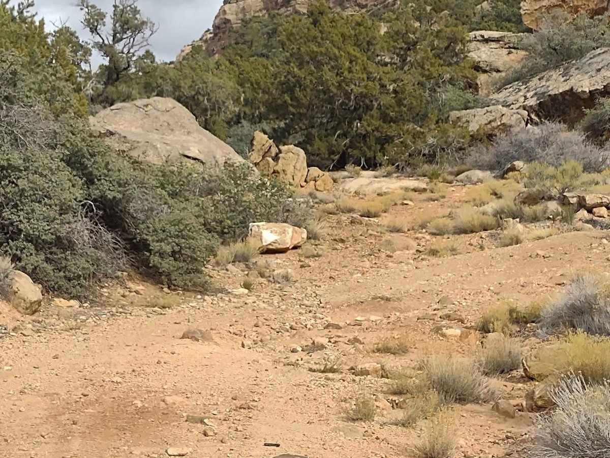 Cliffside Trail to Little Creek Mesa photo 6