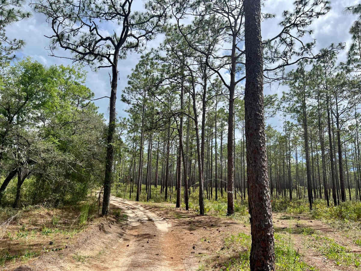 Crooms Wildlife Management | Trail 9 photo 6