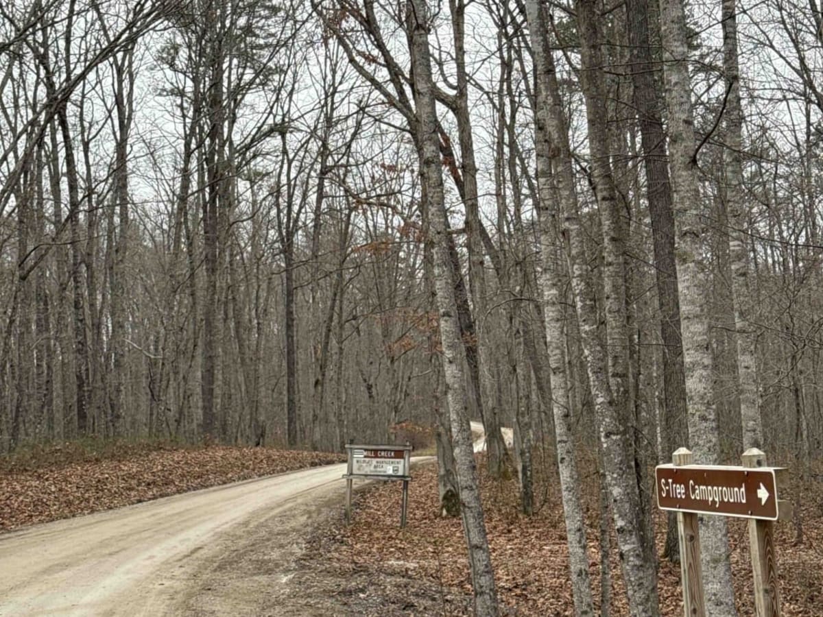 S-Tree Road (FSR 20-1) photo 5