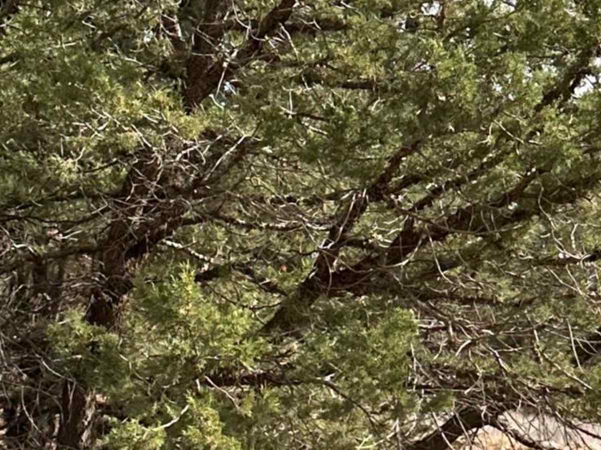 Red Canyon Campground photo 5