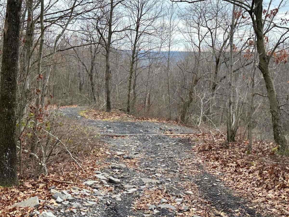 Locust Gap 64 photo 5