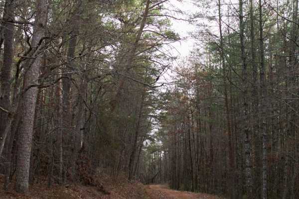 Fall Creek - FSR 722