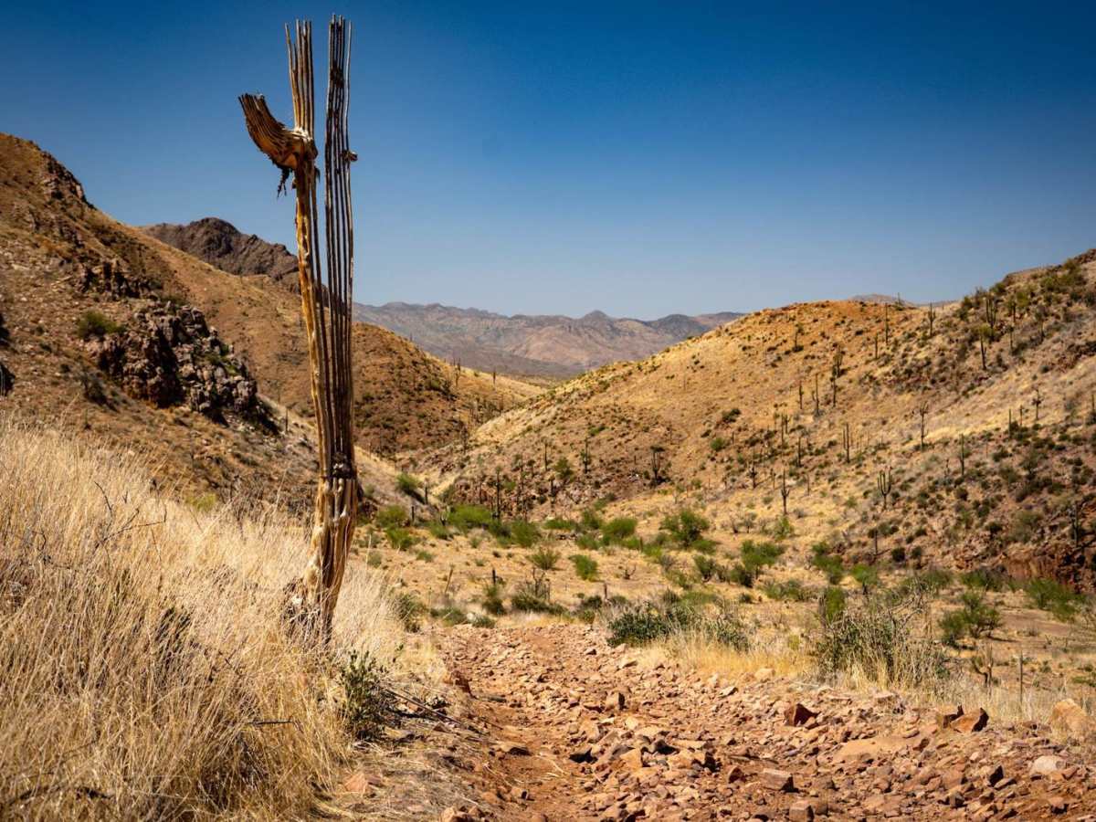 Muffler Mountain trail photo