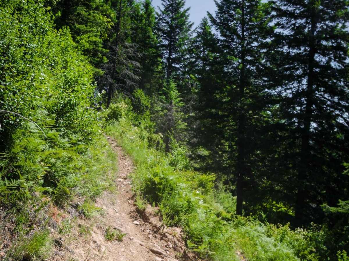 Nelson Ridge photo 5