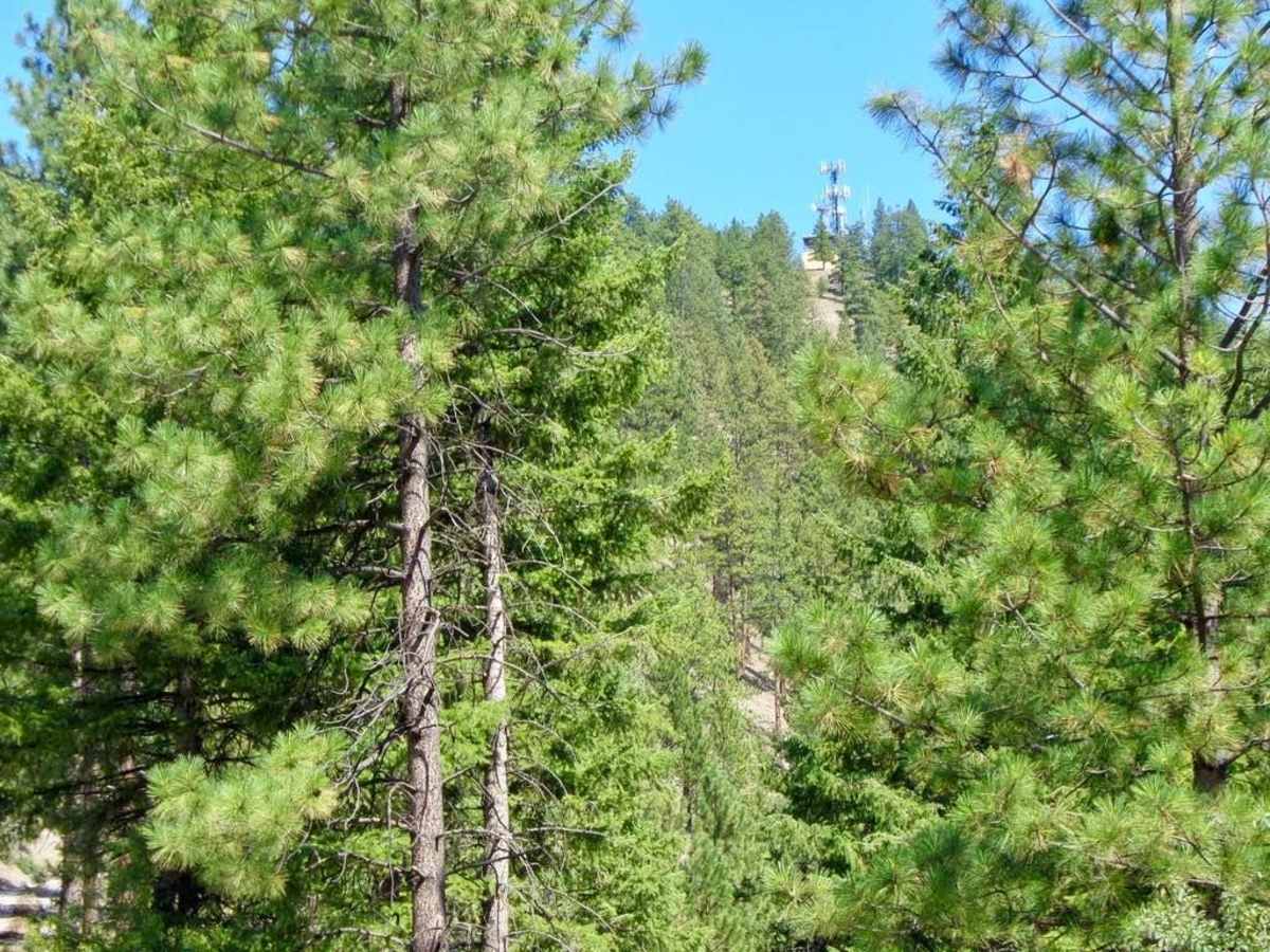 Thompson Peak Lookout Tower trail photo