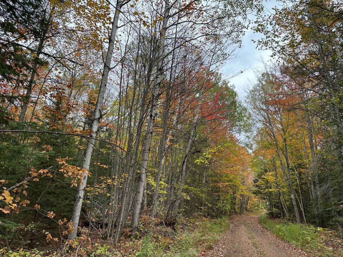 Old Camp Four Trail photo 5