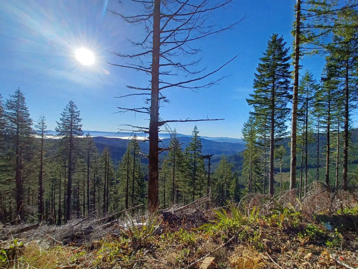 Mount Hebo trail photo