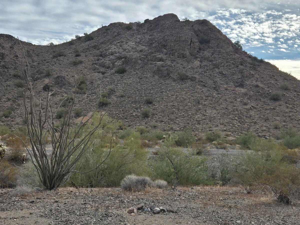 Sidewinder photo 3