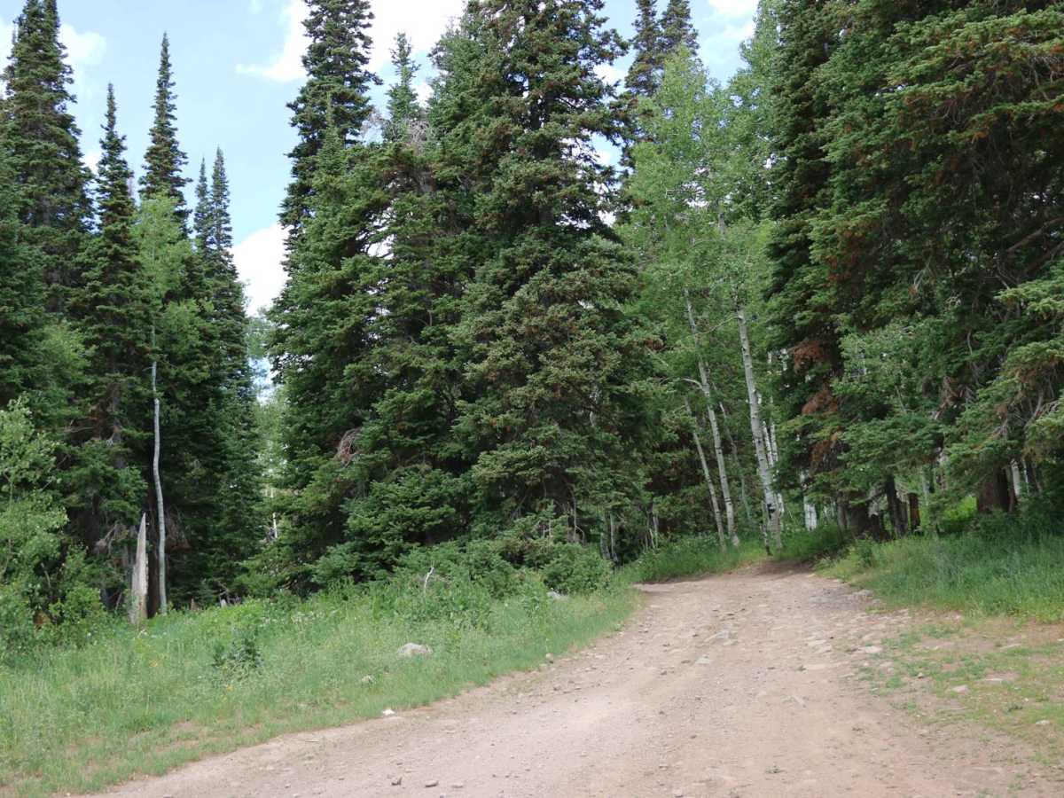 Heber Mountain - FS 70096 photo 2