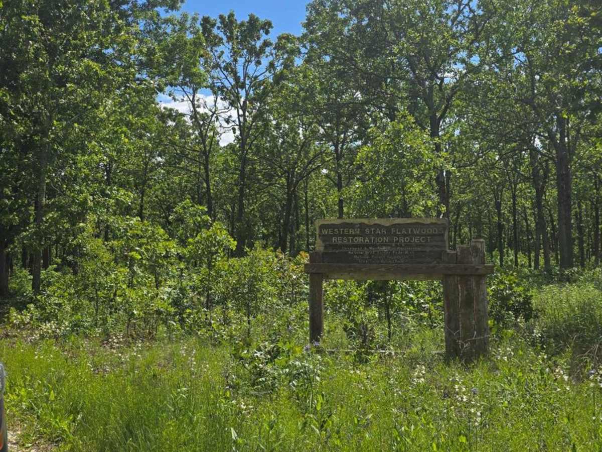 West Star Flatwoods - FS 1571 trail photo
