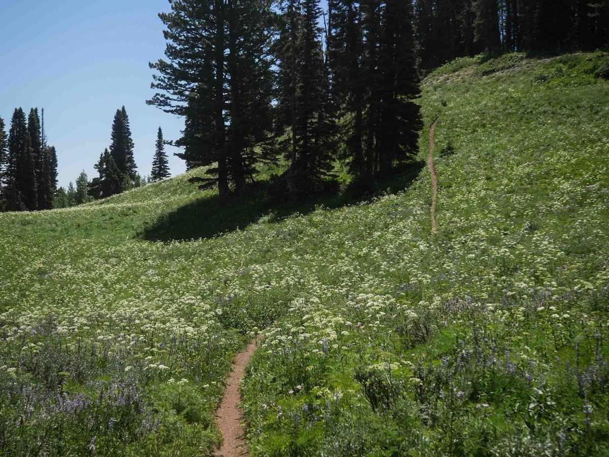 Dry Henderson trail photo