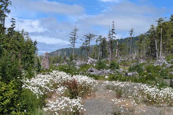 Hecht Wildflower Ridge Spur