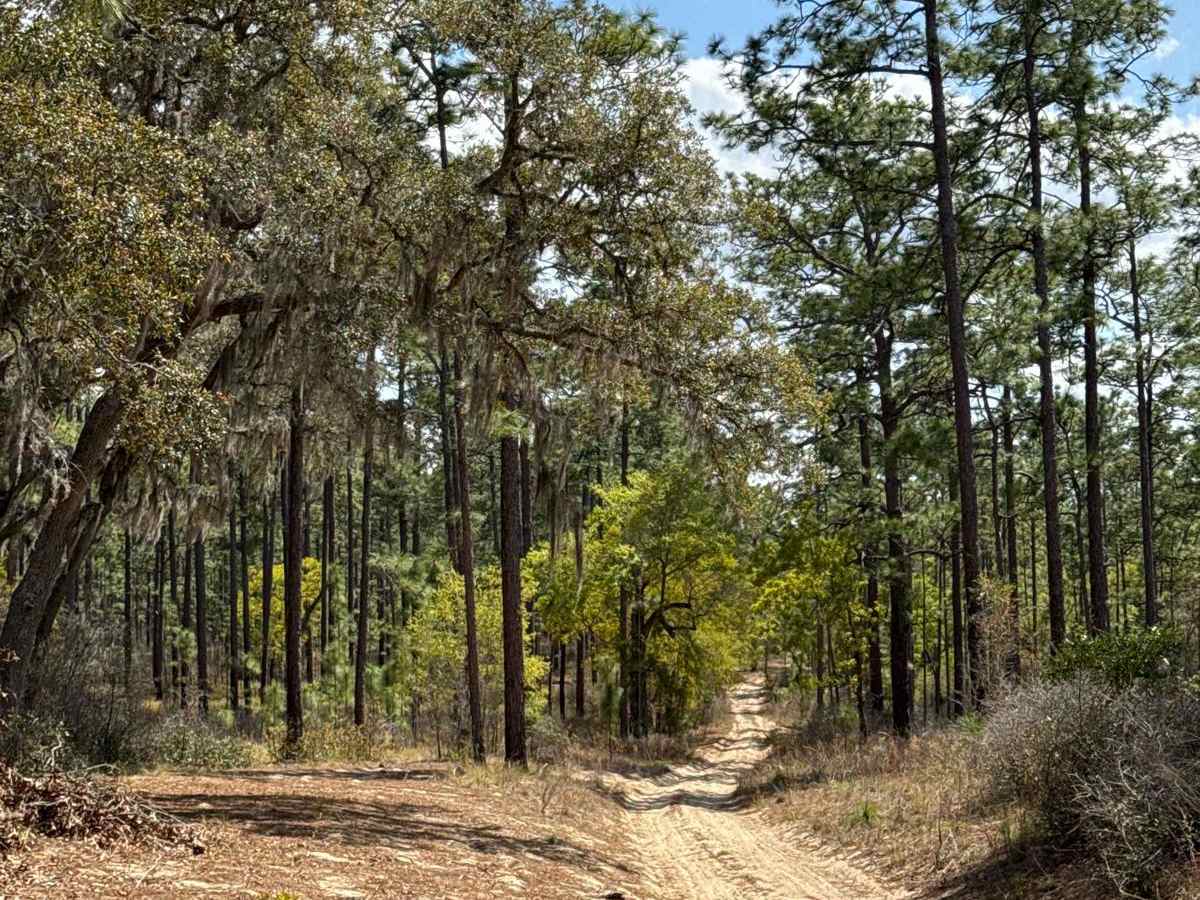 Ocala National Forest 316-7.1 photo 2