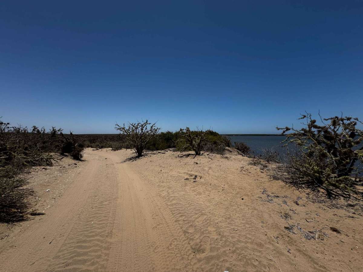 Mangroves Soledad photo 6