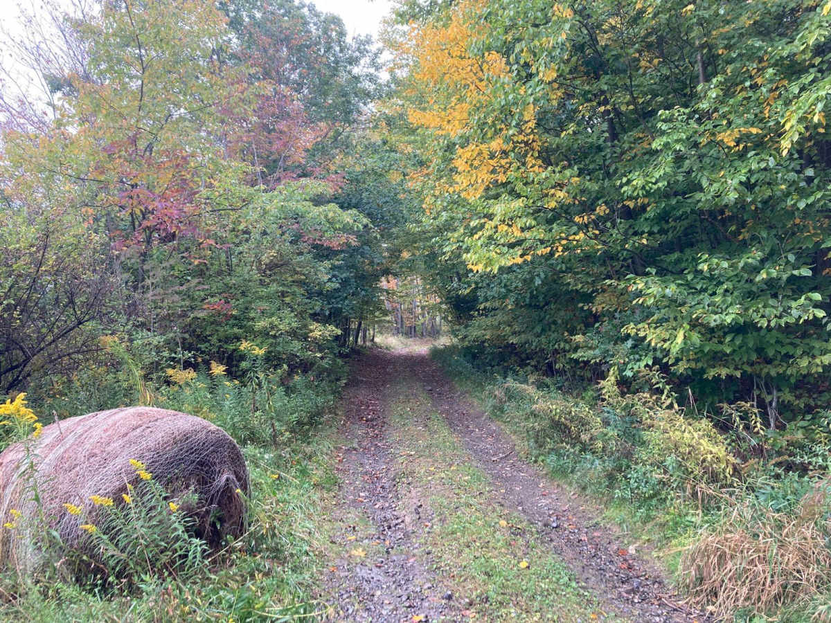 Bellinger Road trail photo