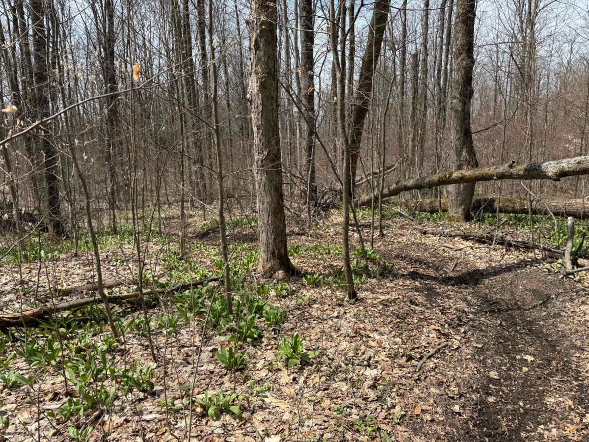 Caberfae Spur photo 3