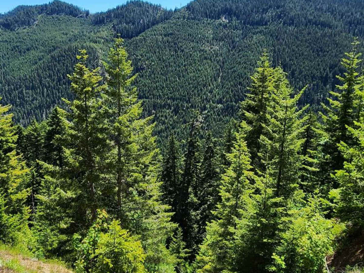 Jefferson Creek Trail photo 5