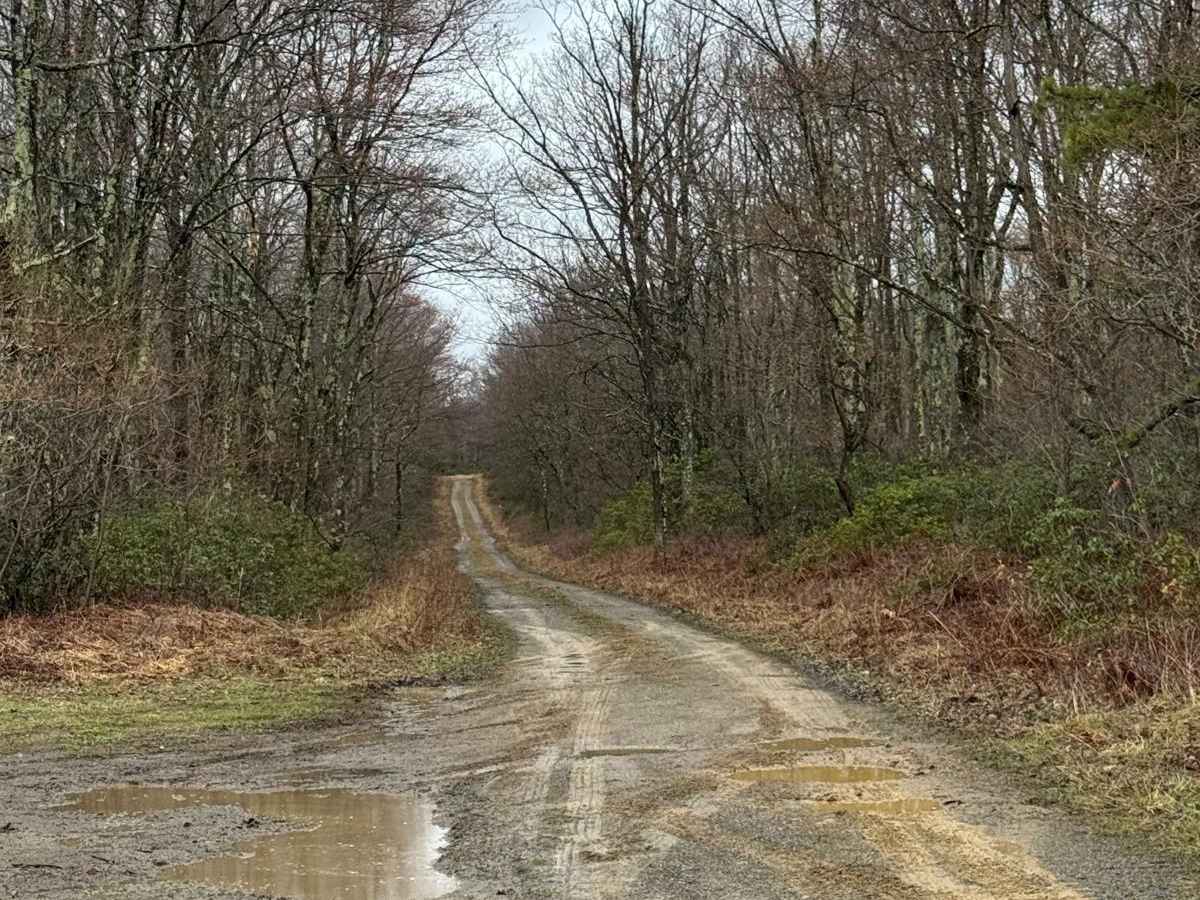Eddy Lick Trail trail photo