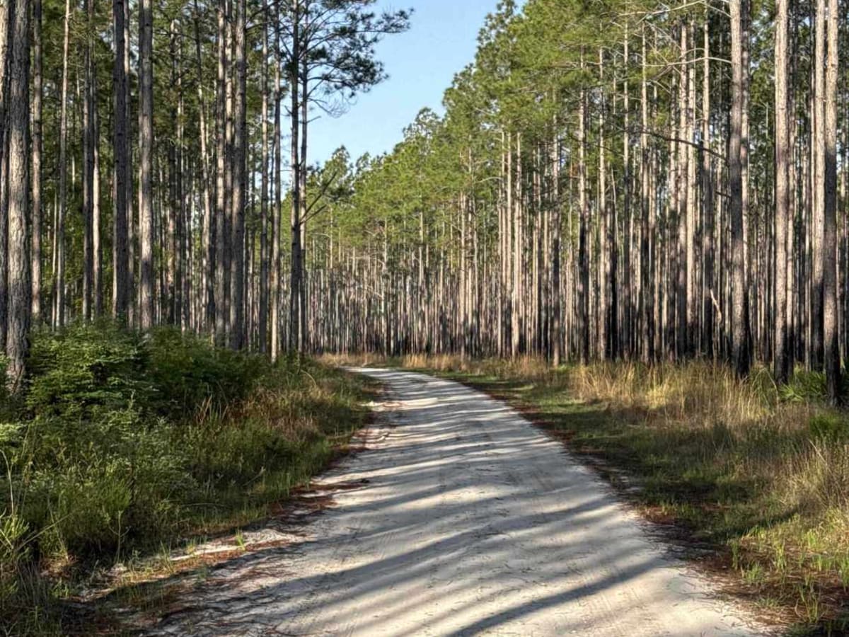 Ashmore - Apalachicola FR 321 trail photo