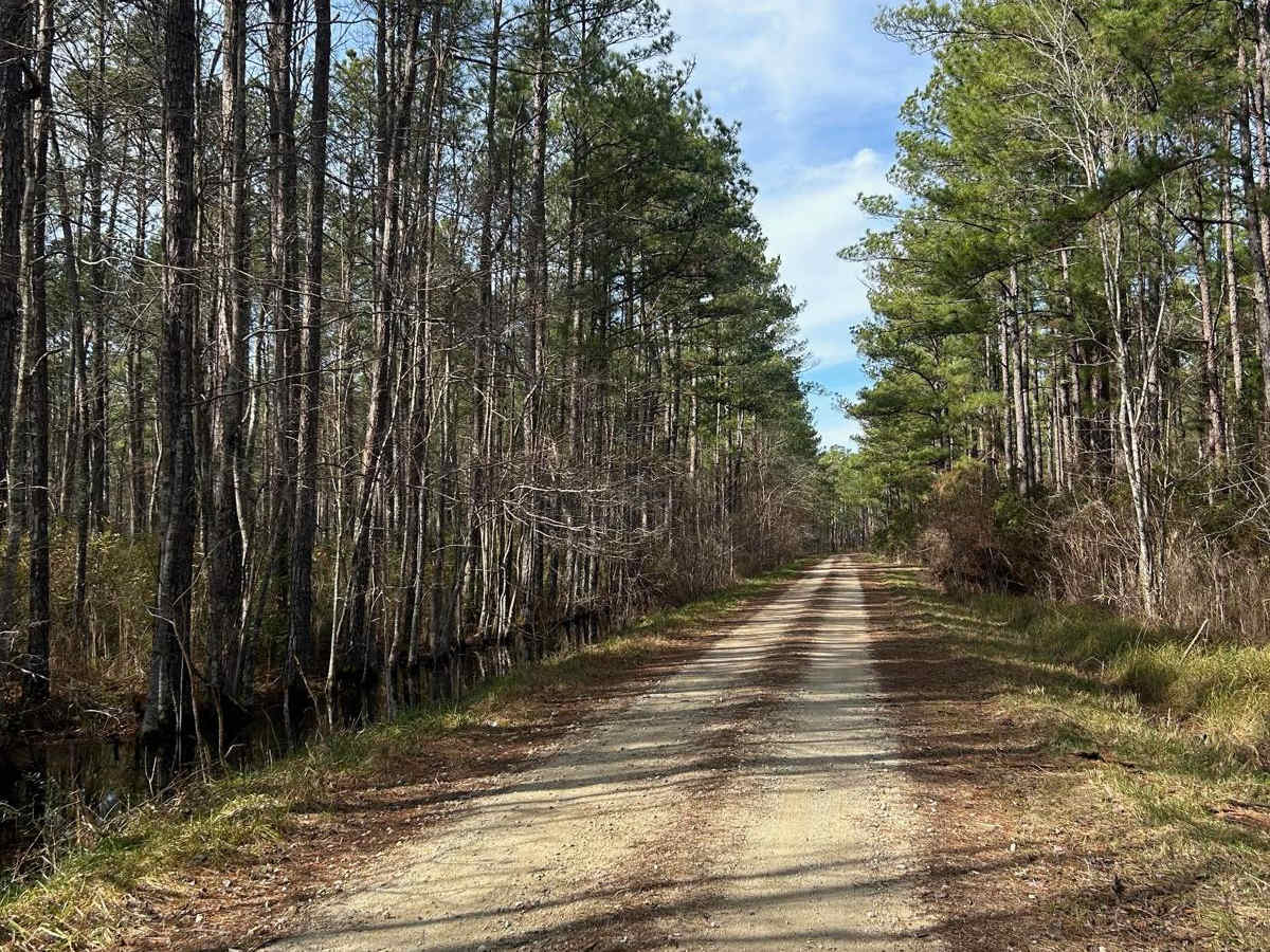 Buckle Island Road - FSR171 photo 4