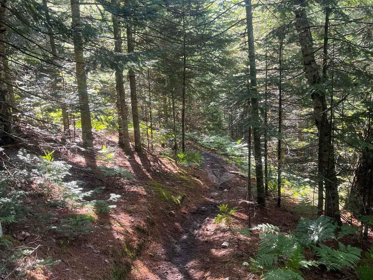 MCCCT Newberry to Rexton trail photo