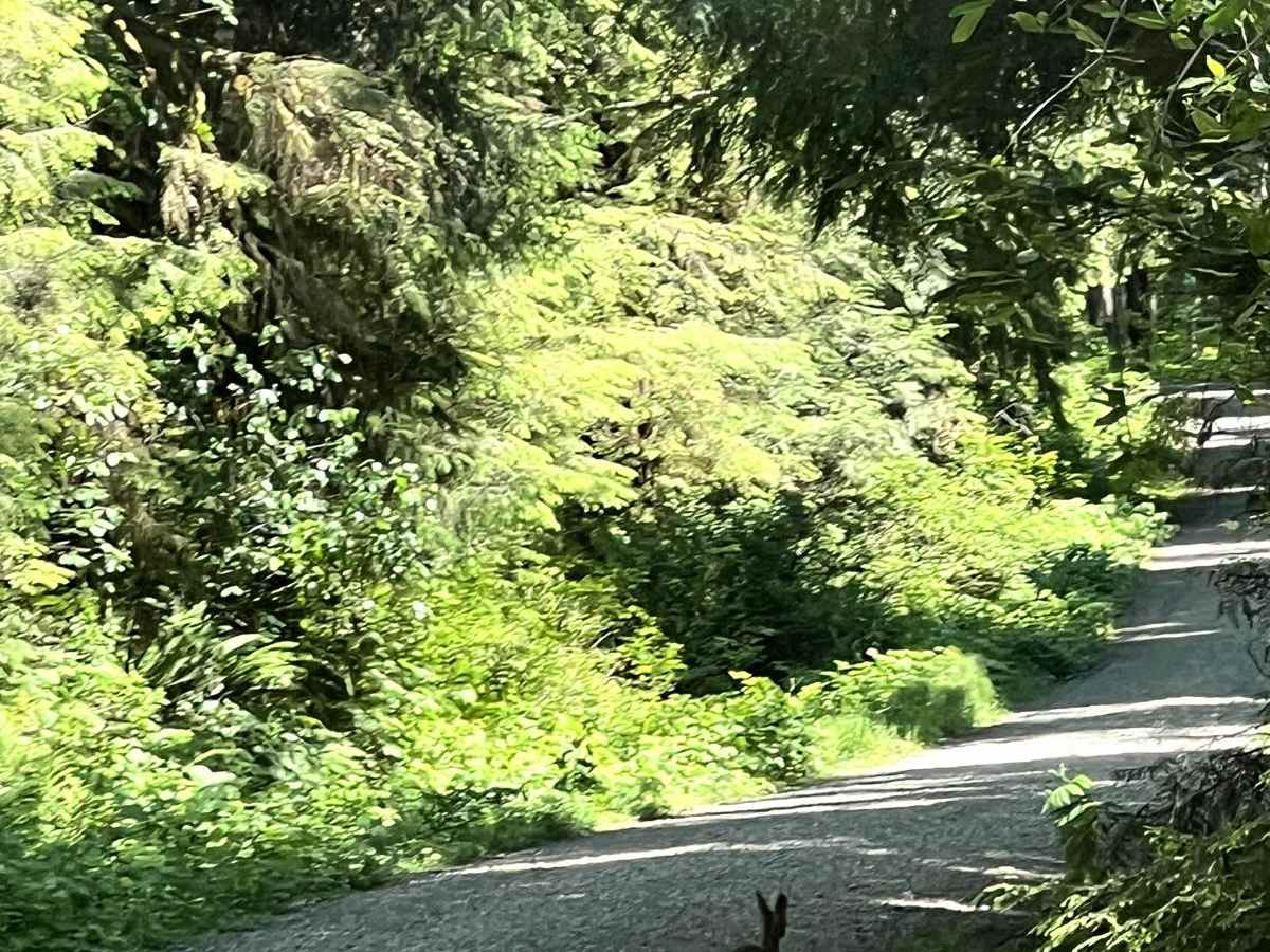 Pete's Creek Trail photo 2