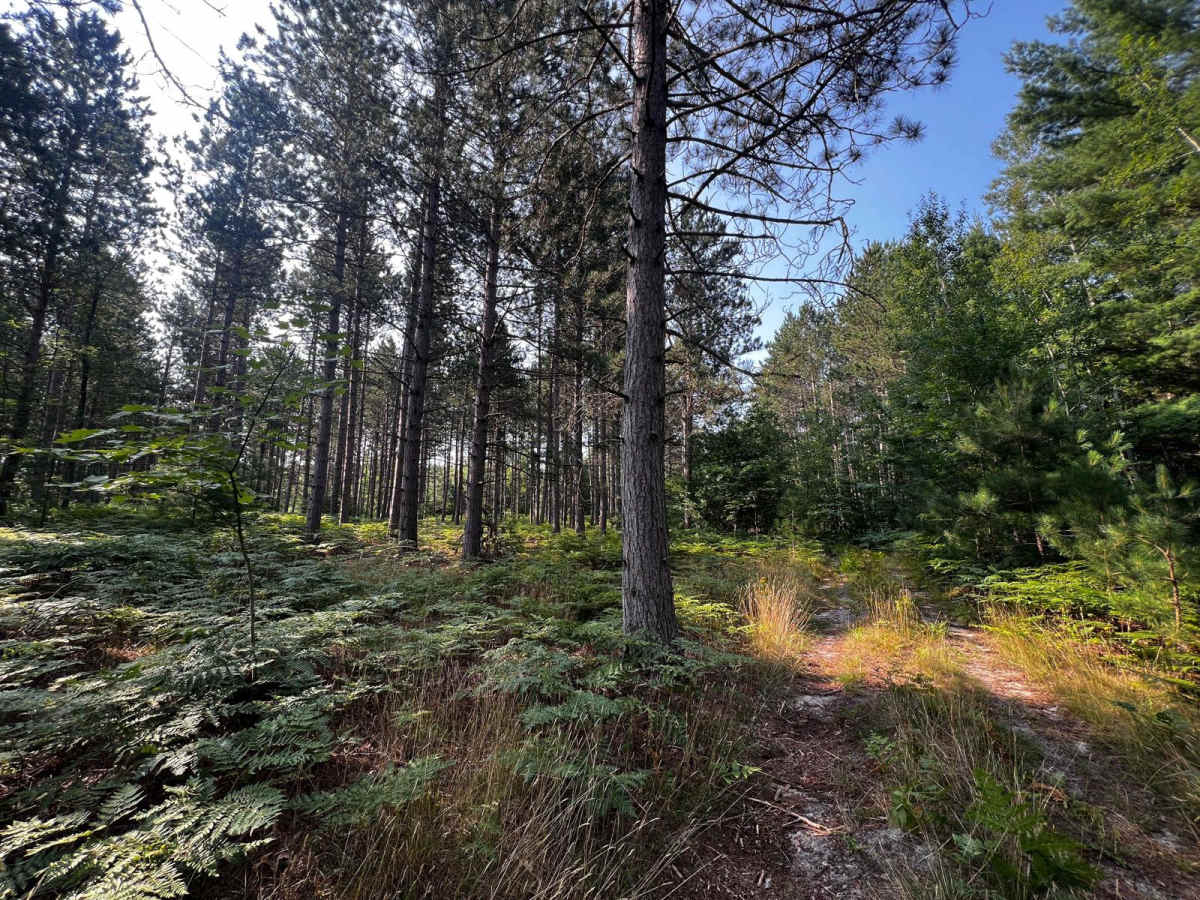 Trail 8 photo 5