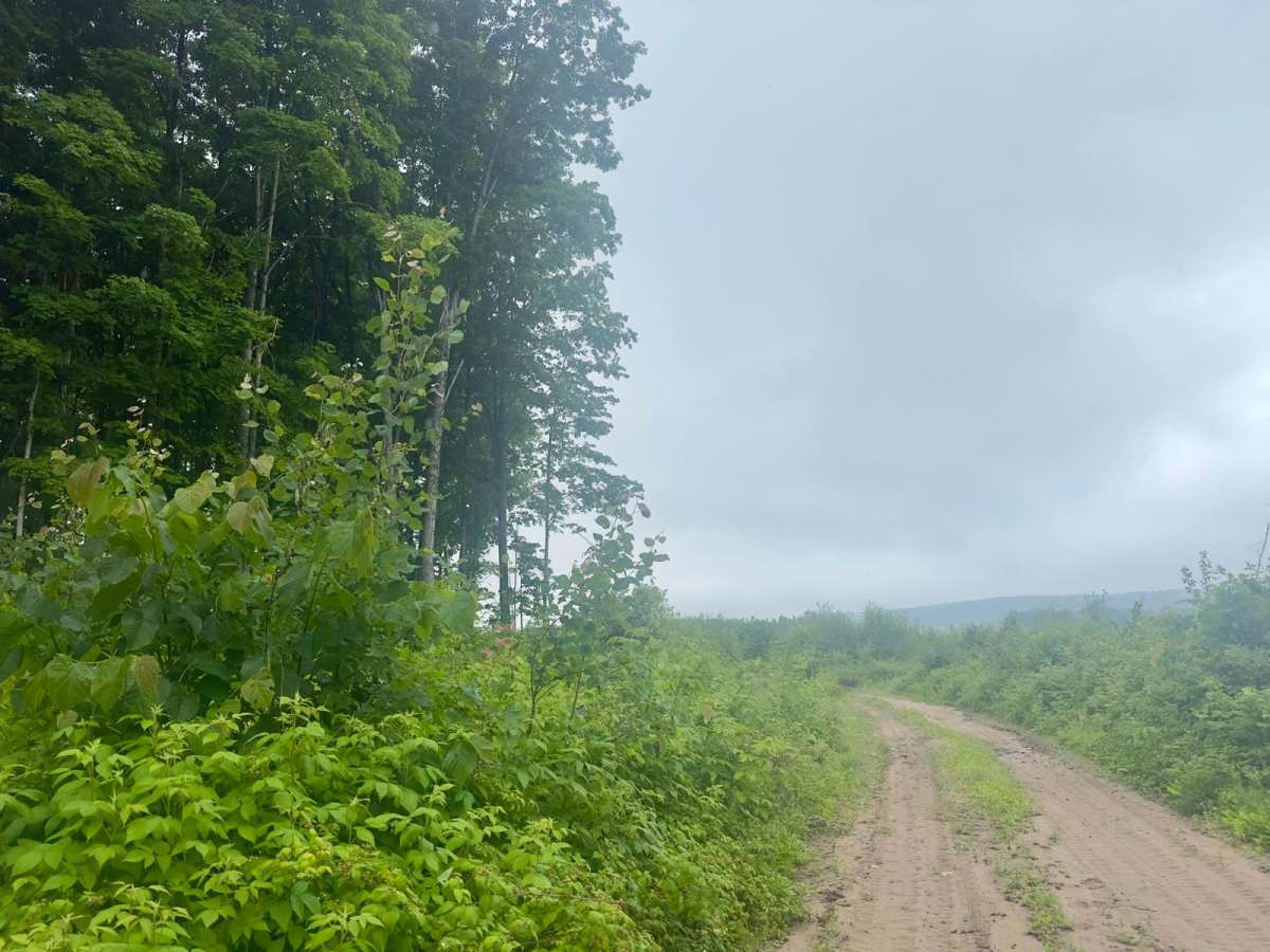 Harvey Road trail photo