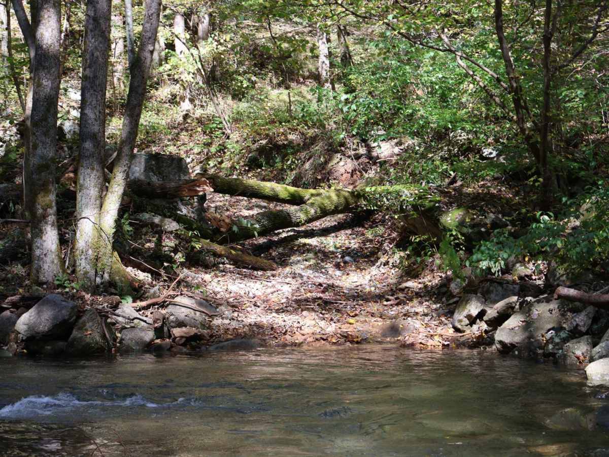 Shoe Creek photo 3