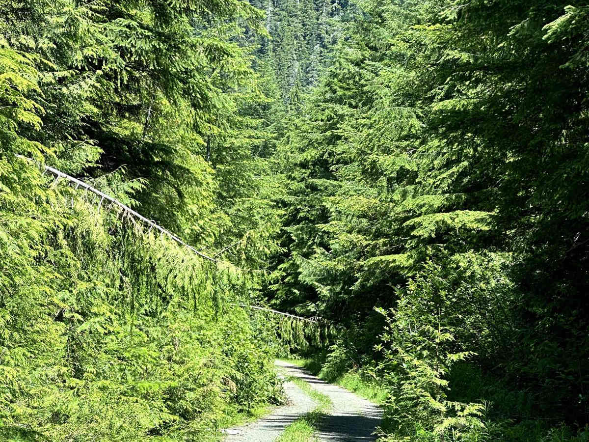 West Side East Fork Humptulips Valley Trail trail photo