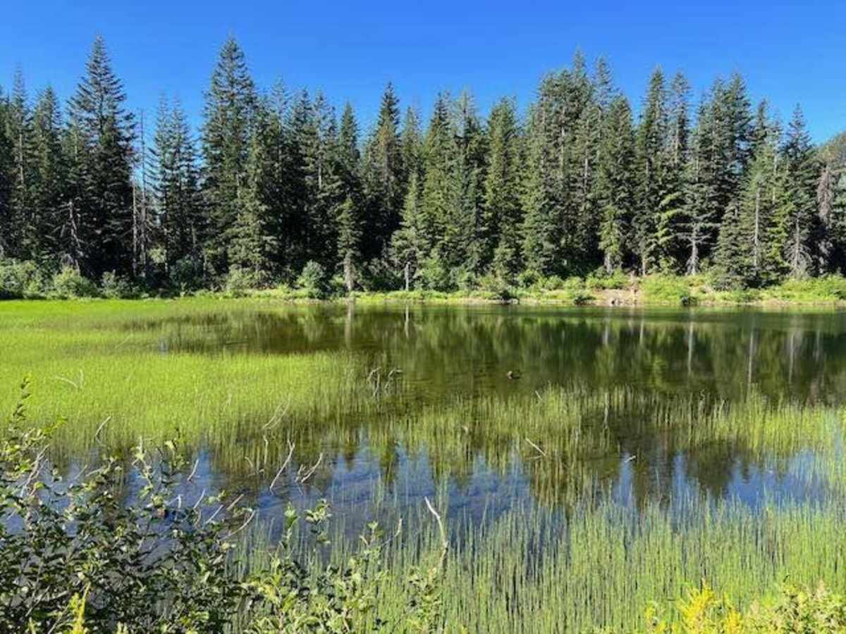 Lizard Lake/Longworth Cr. trail photo