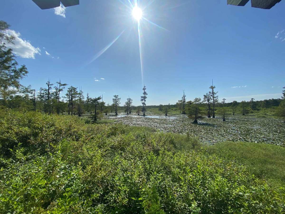 Iatt Lake Trail trail photo