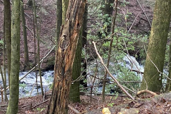 Jones Creek Road - FS 77A