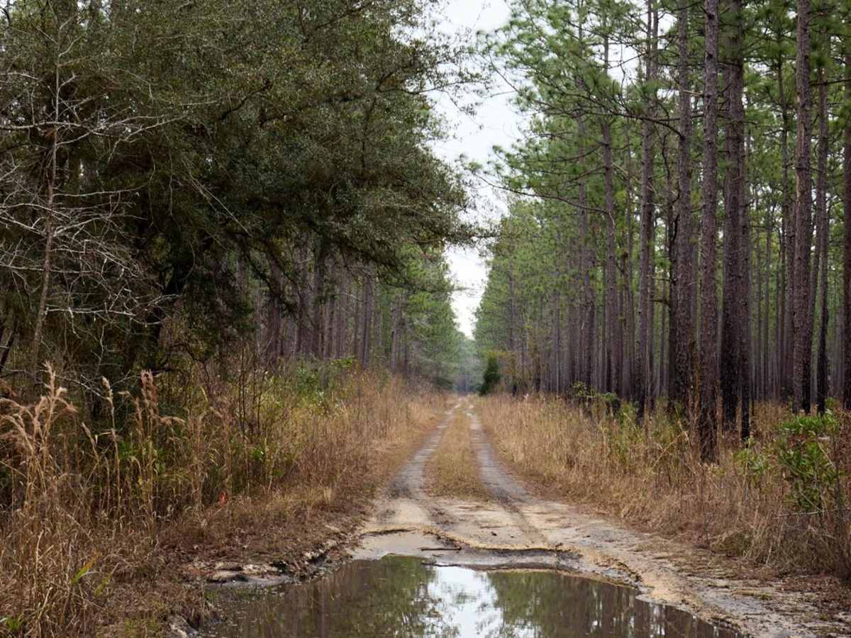 French Quarter - FSR229 trail photo