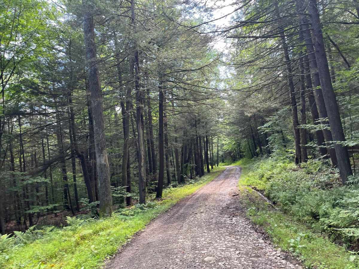 Cabin Road photo 6