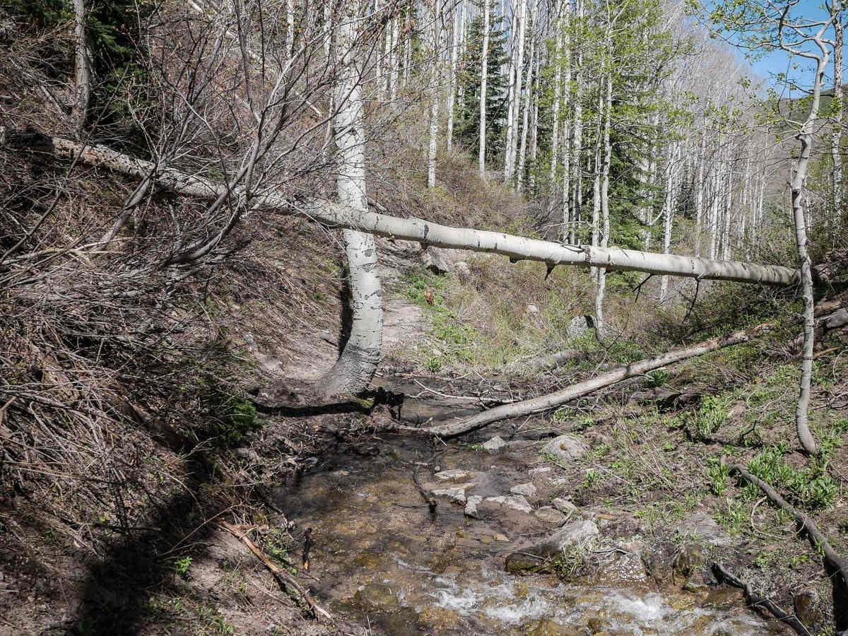 Third Water Creek #236 photo 5