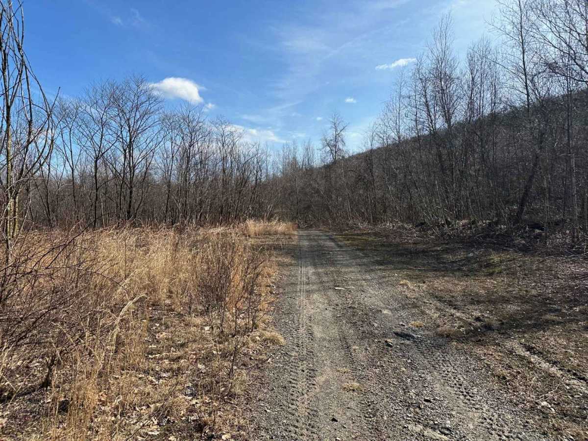 Locust Gap 41 photo 2