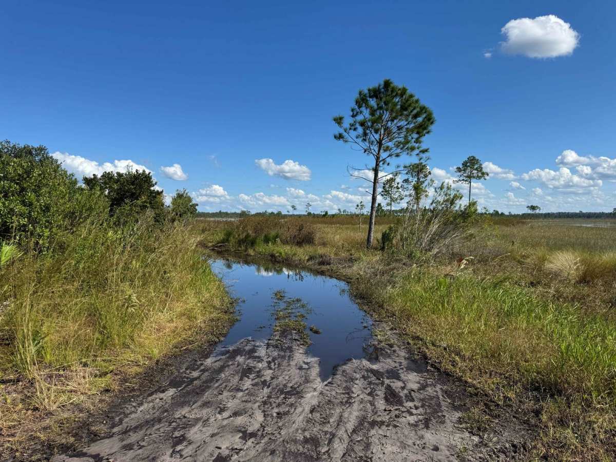 John T. Childers Road - ONF 53 trail photo