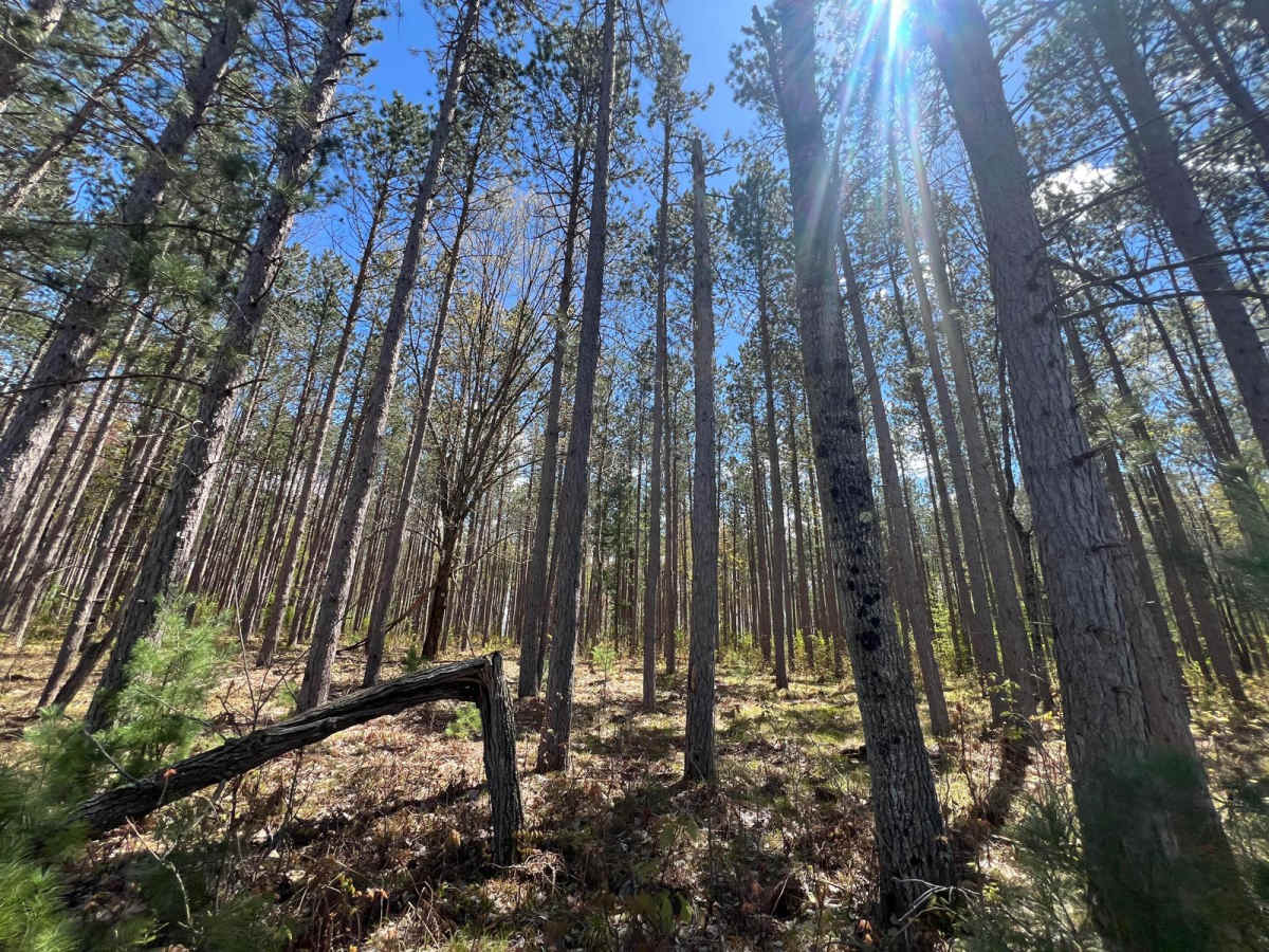 Pine Connector Trail trail photo