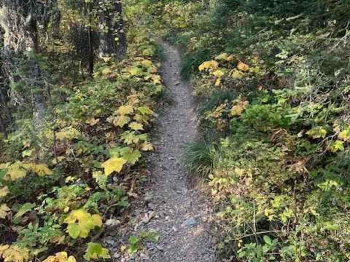 South Fork Hemler Creek photo 3