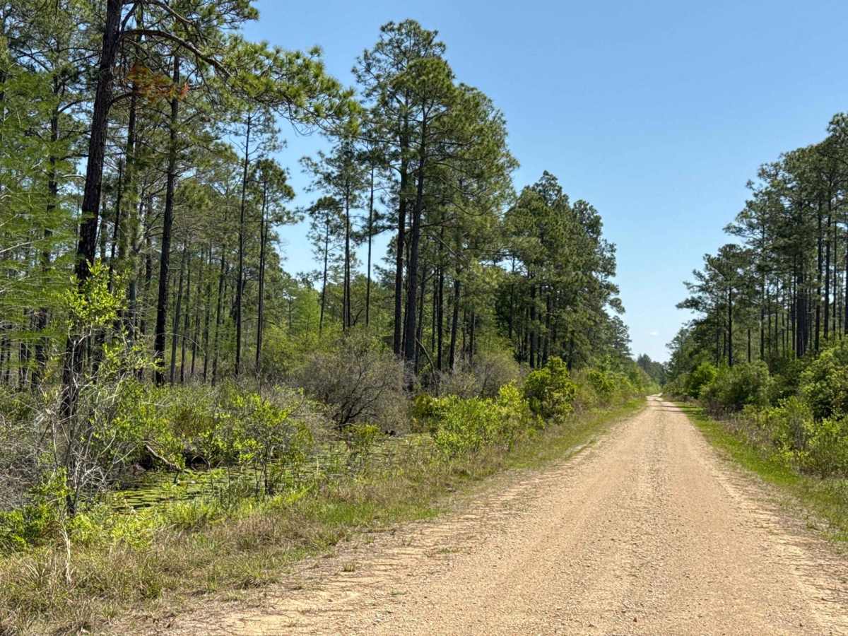 Grade 19.5 - Aucilla WMA photo 5
