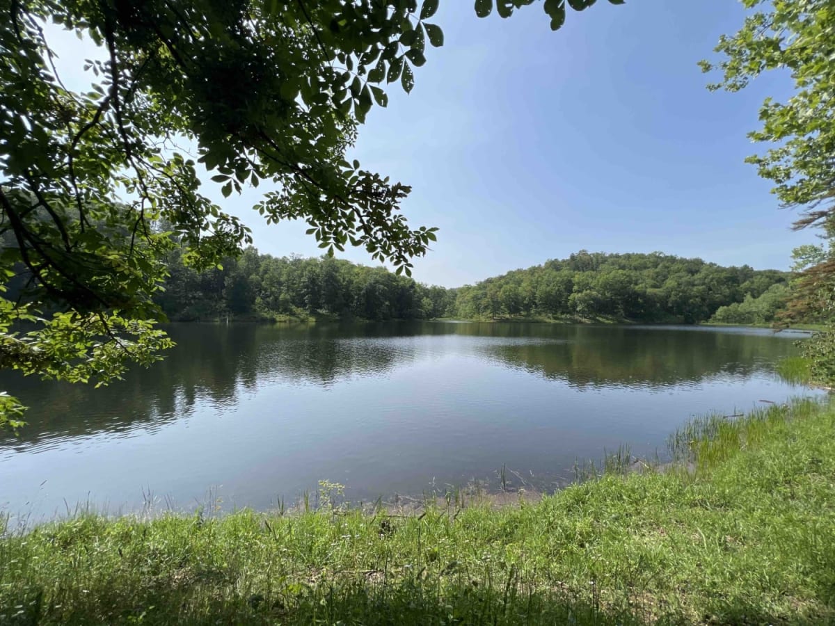 Leo Drey Forest 2221 photo 5