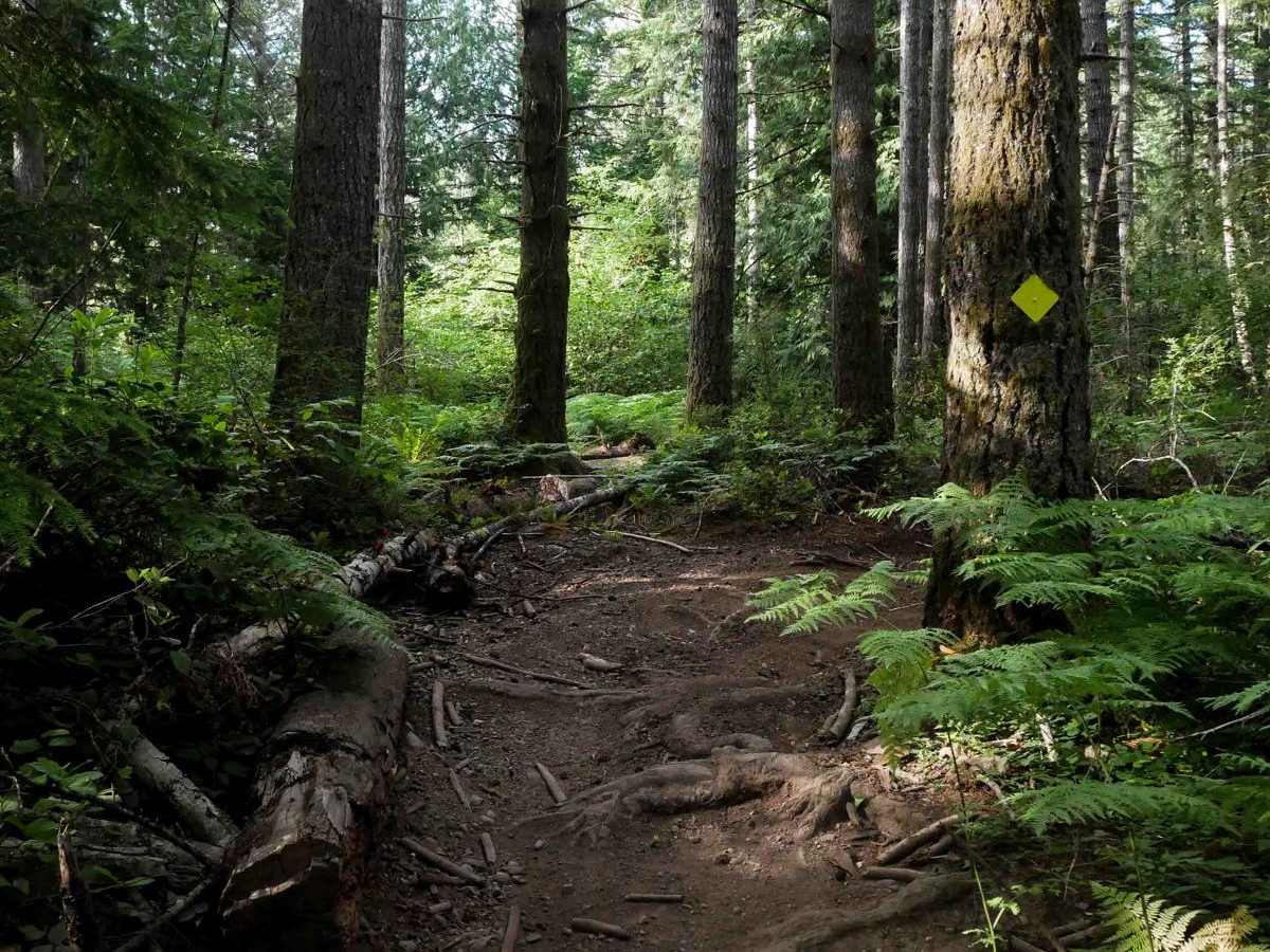 Tahuya River Trail photo 3