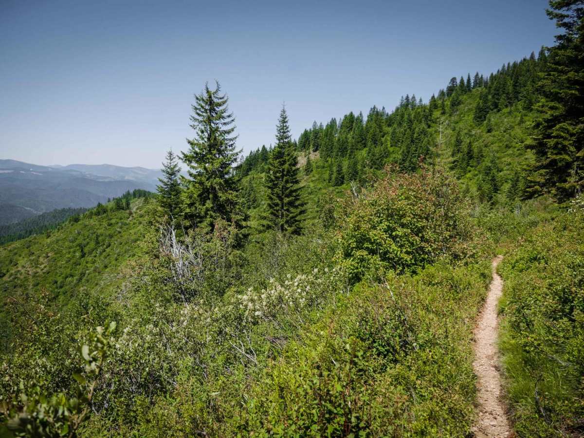 Nelson Ridge trail photo