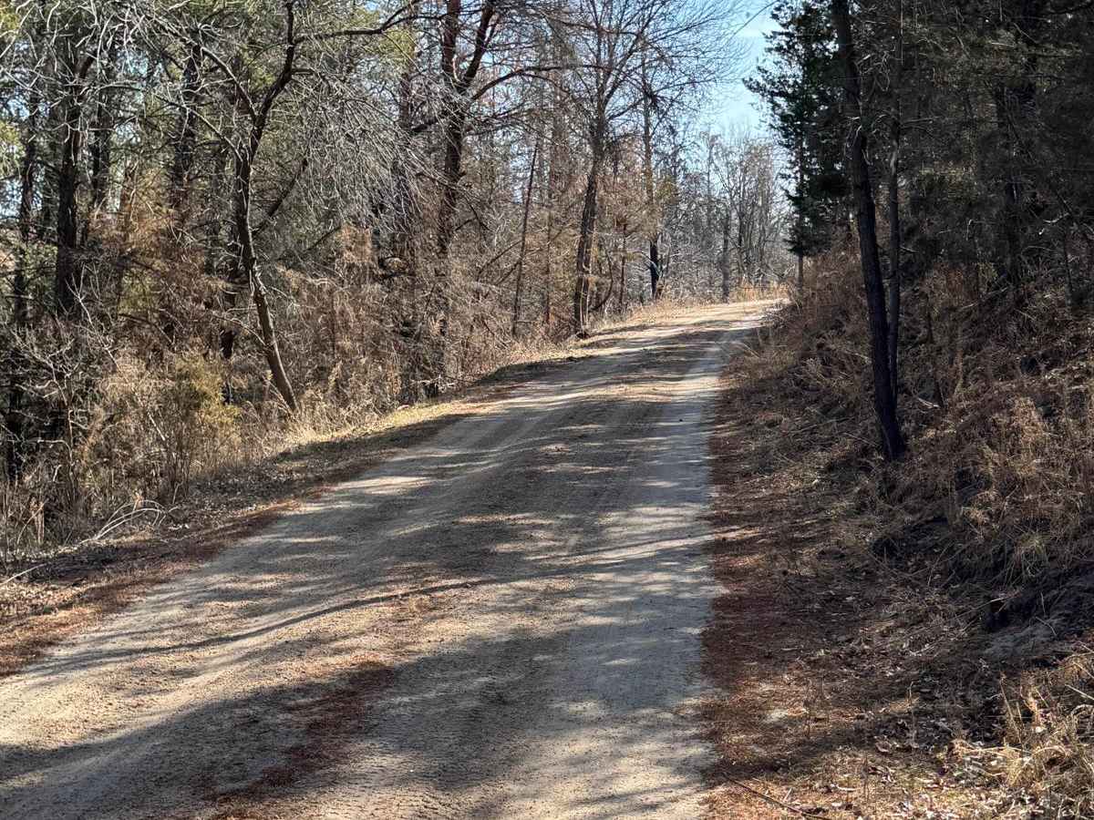 Forest Road 203A - Circle Trail photo 5