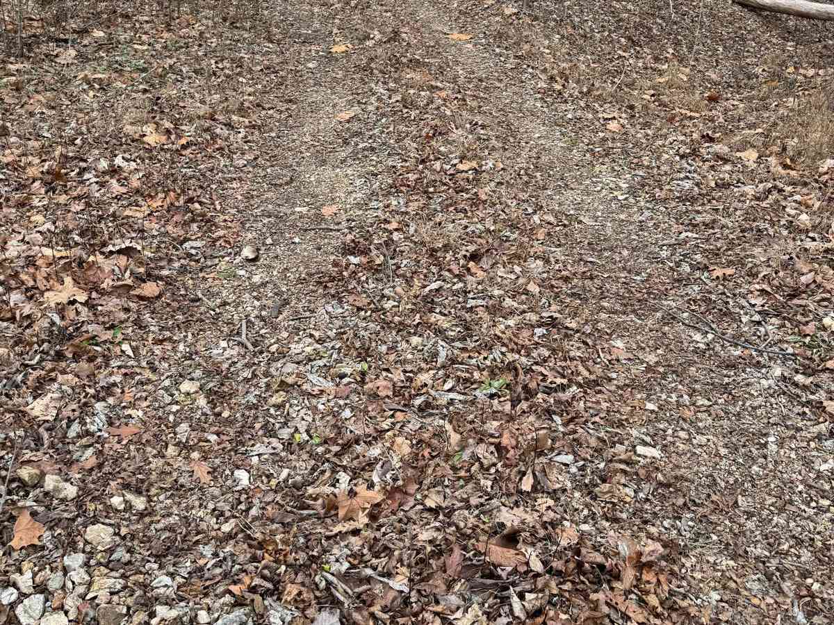 Green 339 trail photo